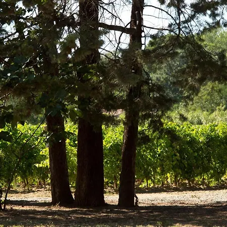 Domaine De La Jasso, Demeure De Grand Luxe Au Pied De La Cite De Carcassonne, Piscines Et Parc Animalier 펜션 카르카손