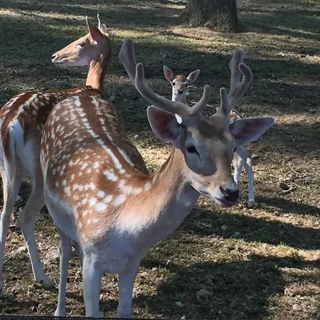 펜션 Domaine De La Jasso, Demeure De Grand Luxe Au Pied De La Cite De Carcassonne, Piscines Et Parc Animalier *