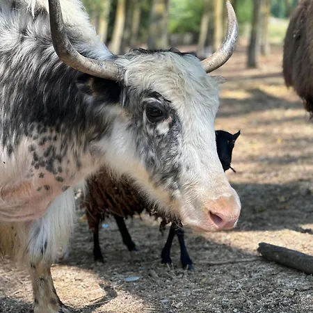 Domaine De La Jasso, Demeure De Grand Luxe Au Pied De La Cite De Carcassonne, Piscines Et Parc Animalier 펜션