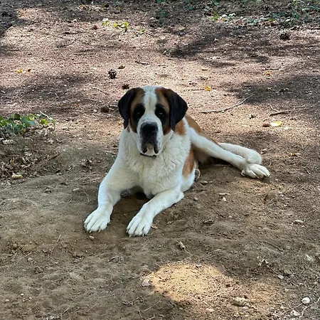 Domaine De La Jasso, Demeure De Grand Luxe Au Pied De La Cité De Carcassonne, Piscines Et Parc Animalier * Carcassonne