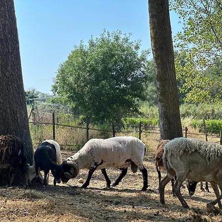 Domaine De La Jasso, Demeure De Grand Luxe Au Pied De La Cité De Carcassonne, Piscines Et Parc Animalier Casa vacanze Carcassonne