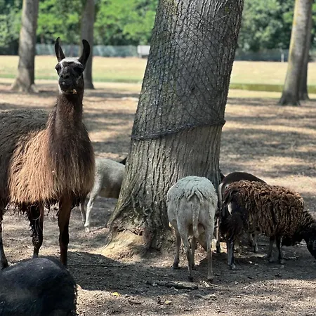 Domaine De La Jasso, Demeure De Grand Luxe Au Pied De La Cité De Carcassonne, Piscines Et Parc Animalier *
